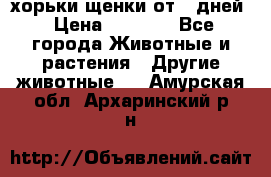 хорьки щенки от 35дней › Цена ­ 4 000 - Все города Животные и растения » Другие животные   . Амурская обл.,Архаринский р-н